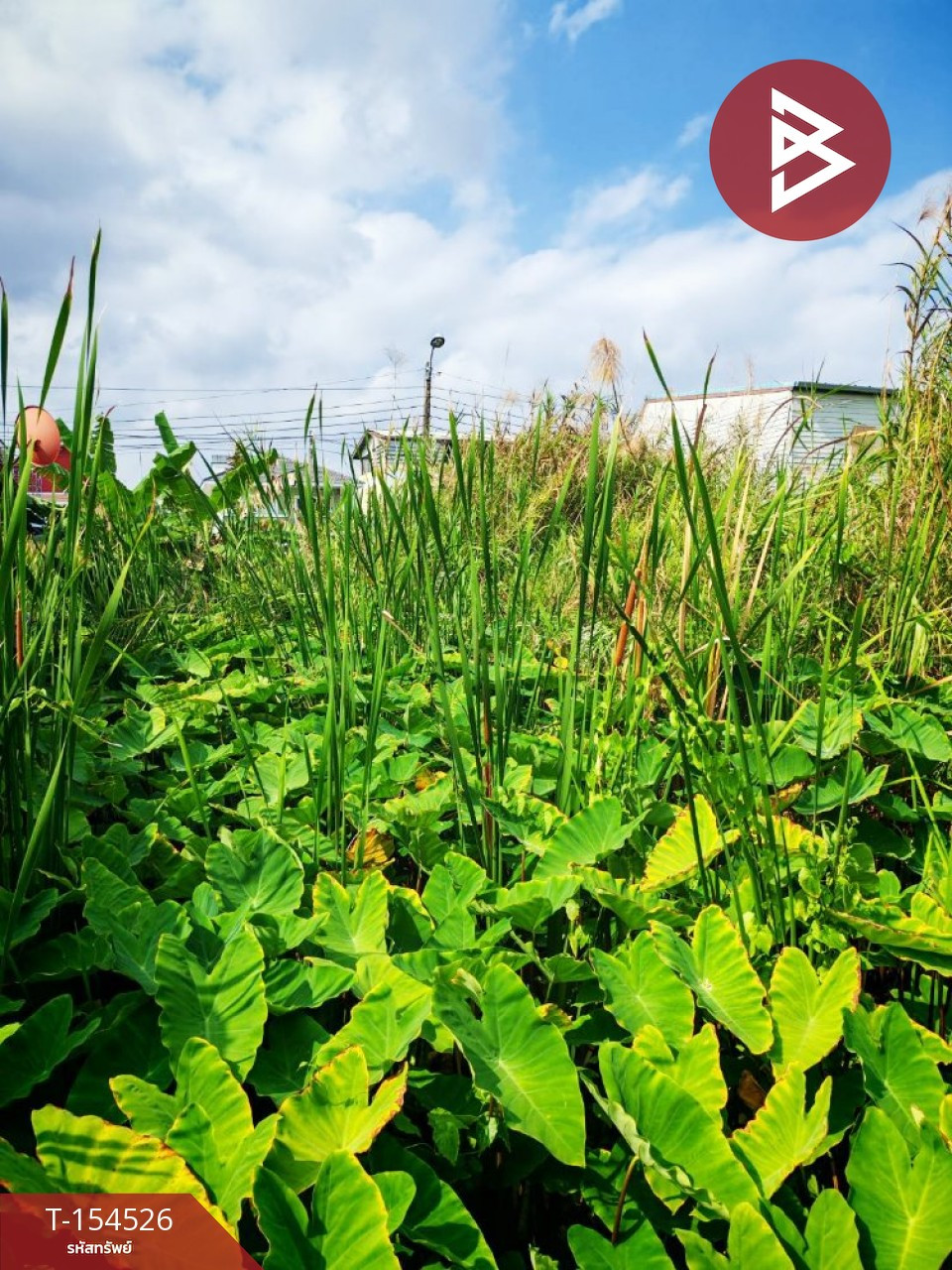 ขายที่ดิน เนื้อที่ 50 ตร.วา บางกร่าง นนทบุรี – รูปที่ 2