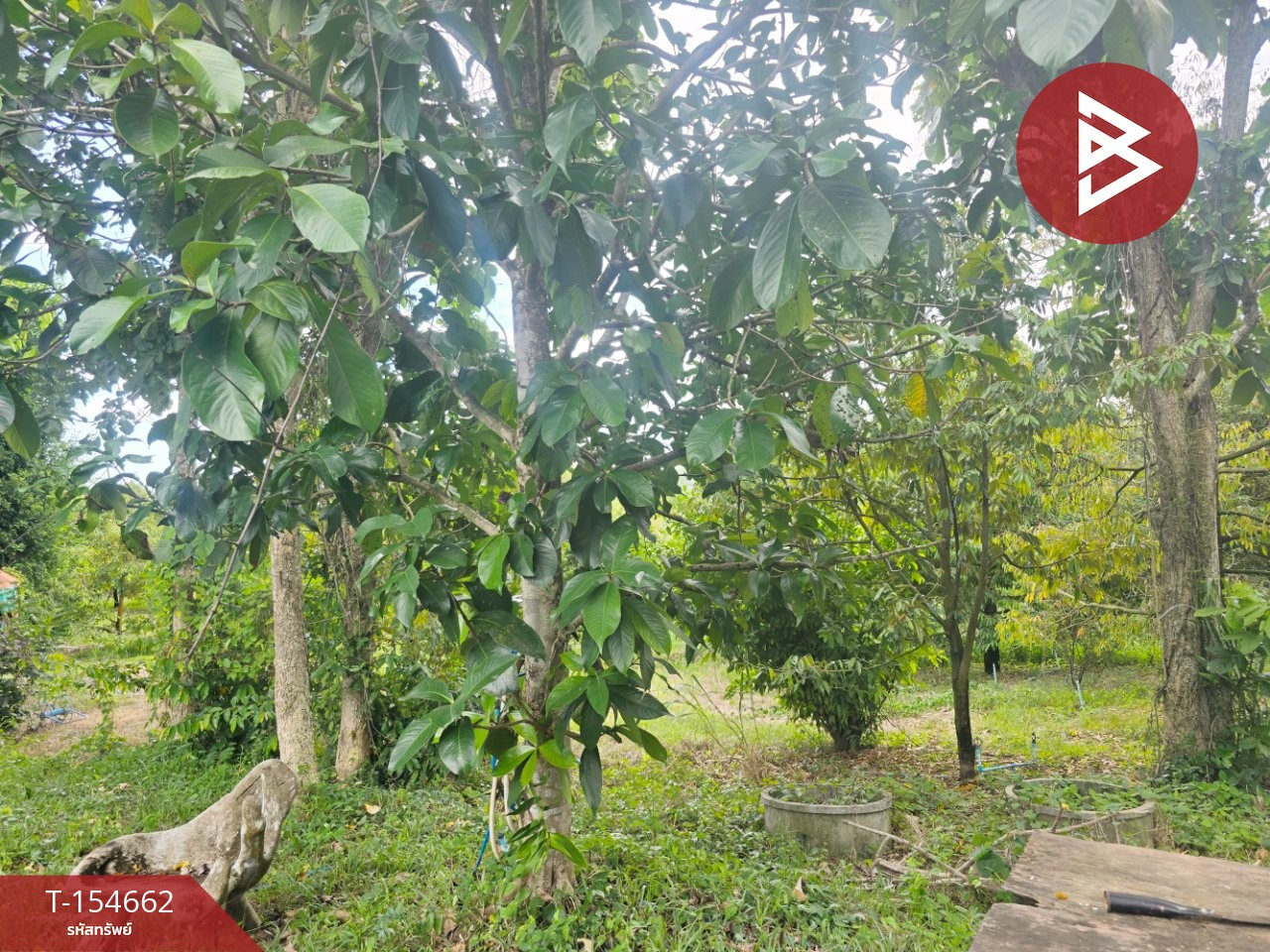 Land for sale with garden, area 6 rai 3 ngan 2 sq m, Nong Ya Plong, Phetchaburi. – รูปที่ 3