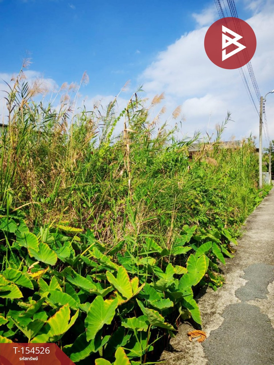 ขายที่ดิน เนื้อที่ 50 ตร.วา บางกร่าง นนทบุรี – รูปที่ 4