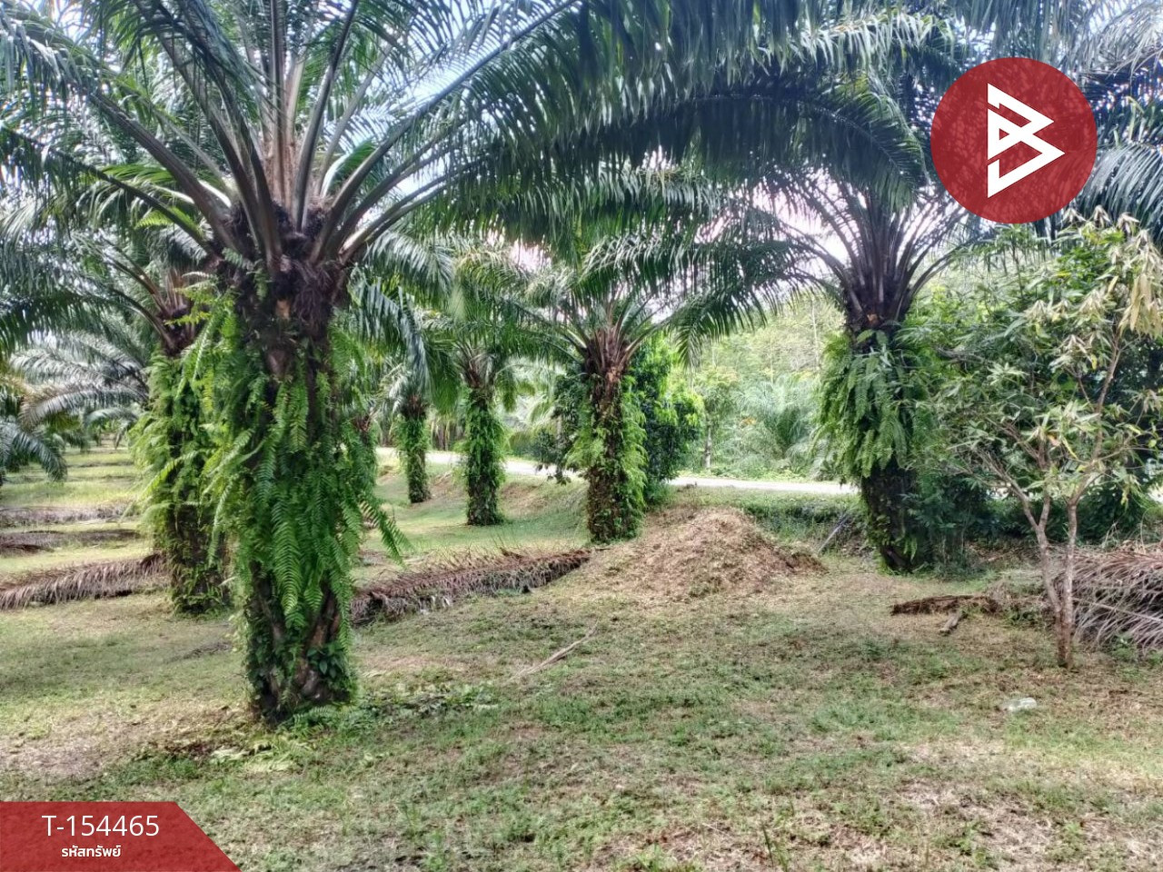 ขายที่ดิน เนื้อที่ 7 ไร่ 57 ตร.วา ตะกั่วทุ่ง พังงา – รูปที่ 3