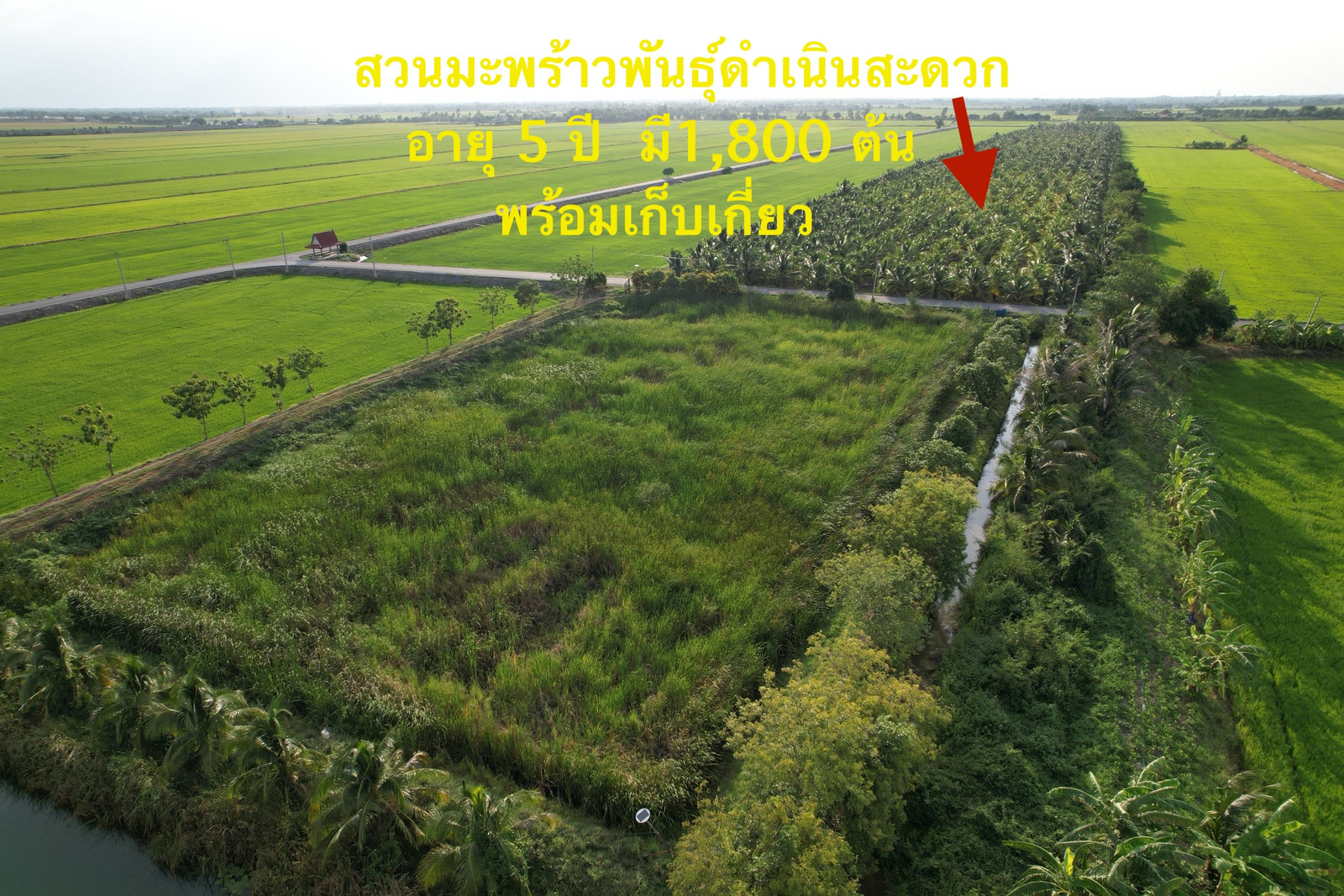 ขายที่ดิน 45 ไร่ บางเลน นครปฐม ติดถนนใหญ่ พร้อมบ้านและสวนมะพร้าว สร้างรายได้ต่อเนื่อง – รูปที่ 2