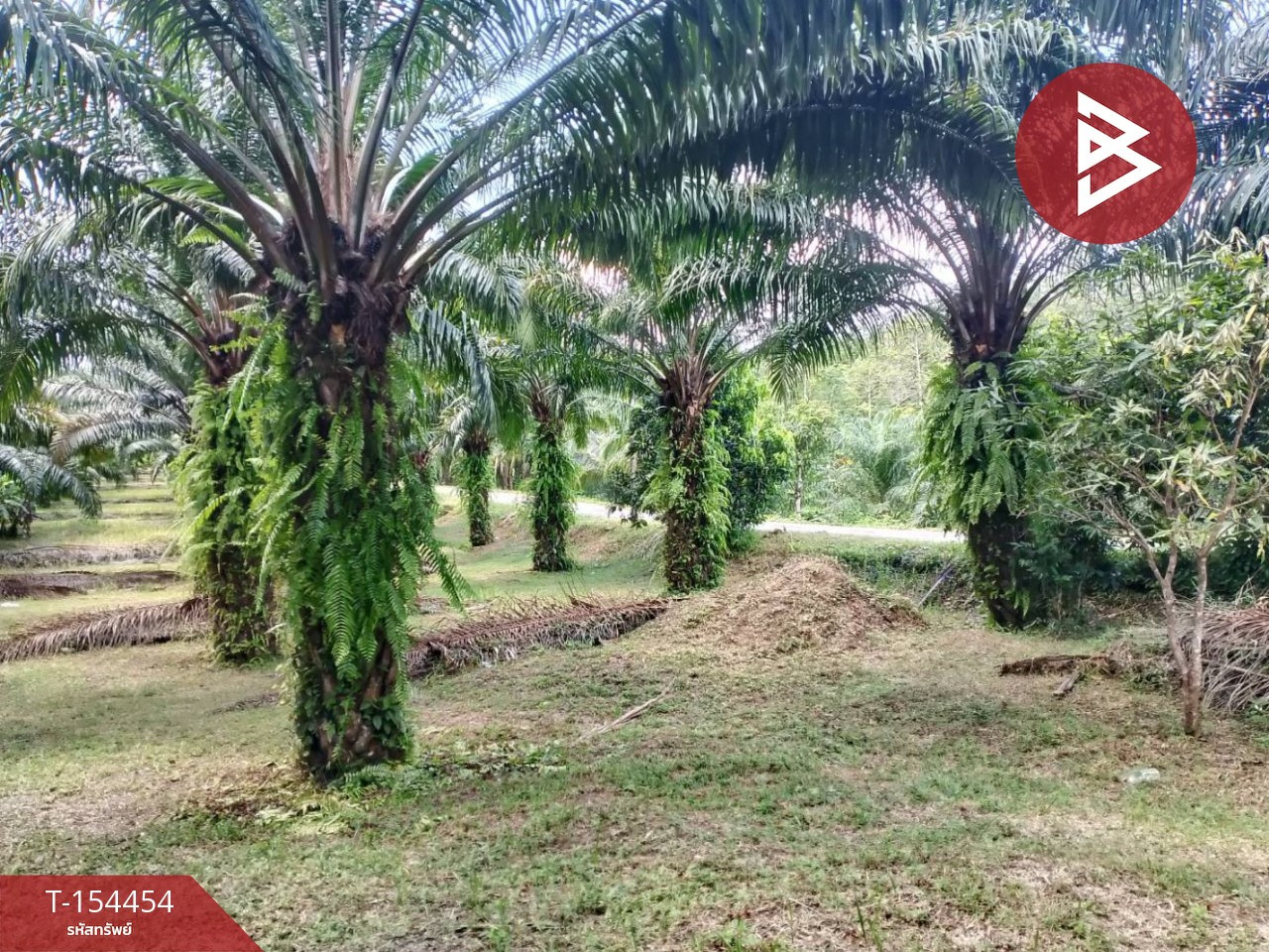 ขายที่ดิน เนื้อที่ 4 ไร่ 3 งาน 64 ตร.วา ตะกั่วทุ่ง พังงา – รูปที่ 2