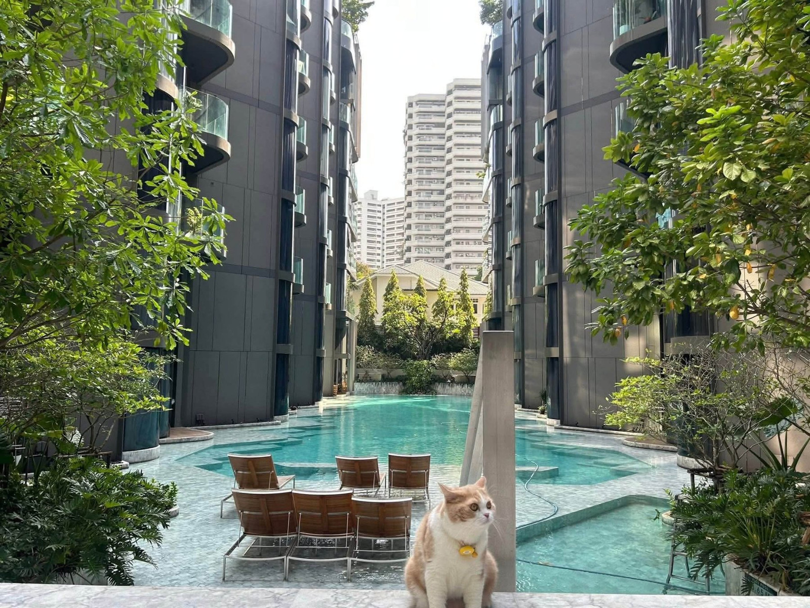 Pet friendly low rise condo in Phrom Phong for sale, best price, large size, 2 parking lots Pet friendly low rise condo in Phrom Phong for sale, best price, large size, 2 parking lots