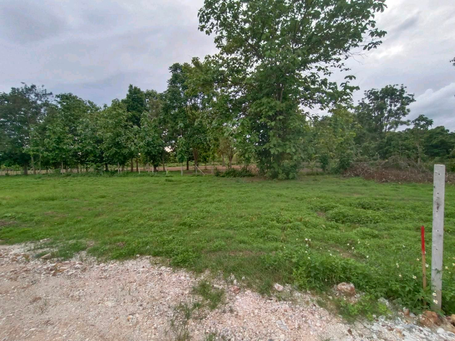 🏡 Land for sale in Nam Phrae, Hang Dong, 140 sq m, only 1.4 million baht! Wide frontage, suitable for building your dream home. – รูปที่ 2