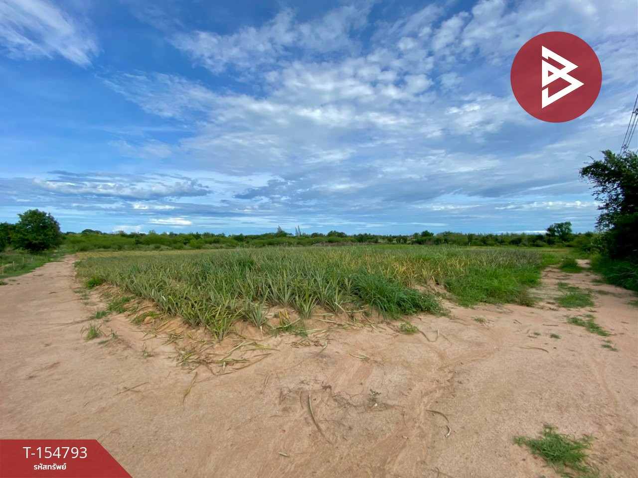 Land for sale, area 33 rai 3 ngan 69 sq m, Bo Nok, Prachuap Khiri Khan. – รูปที่ 4