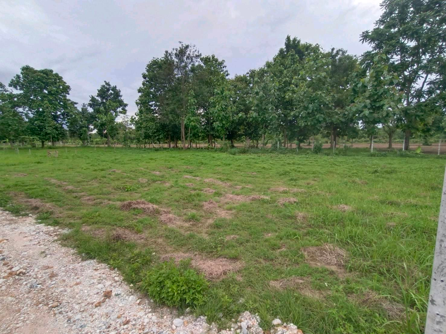 🏡 Land for sale in Nam Phrae, Hang Dong, 140 sq m, only 1.4 million baht! Wide frontage, suitable for building your dream home. – รูปที่ 4