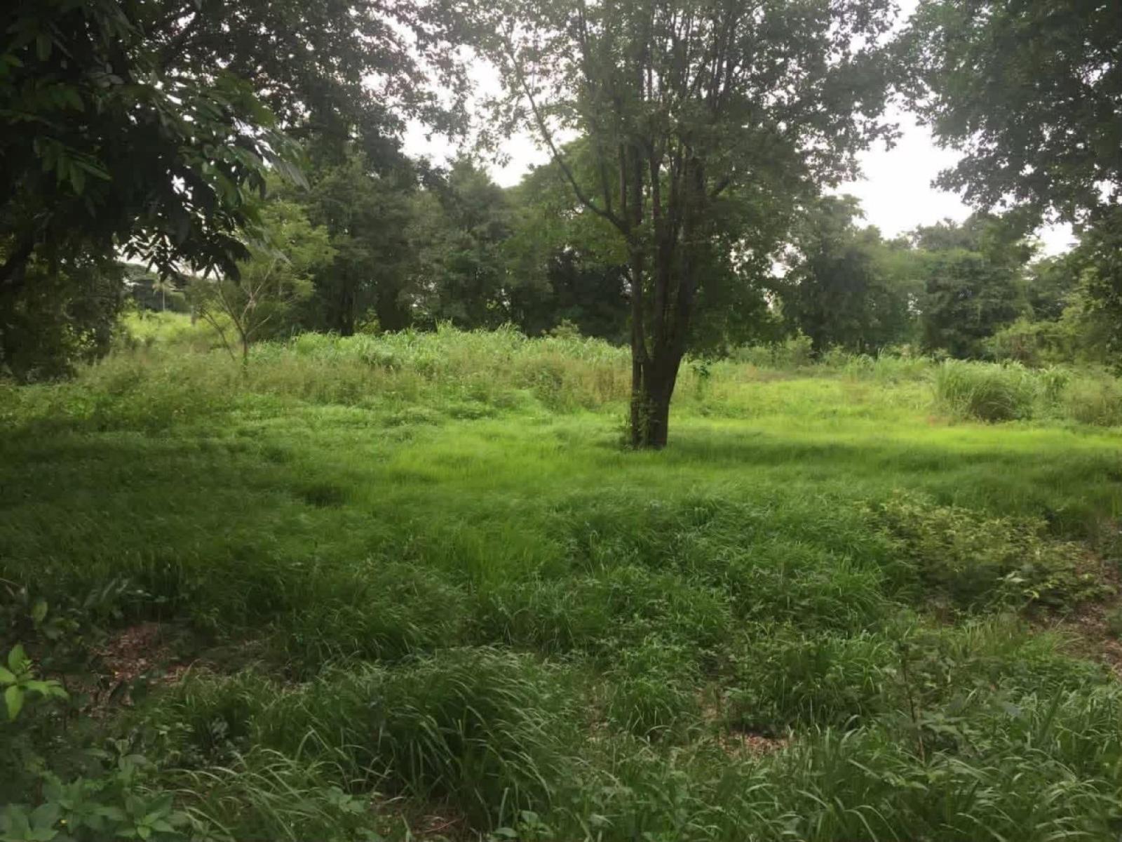 For Sale Land Plot Along the Chao Phraya River, Sam Khok, Pathum Thani, Thailand , river view , Bang Krabue , Sam Khok , Pathum Thani , CX-181837