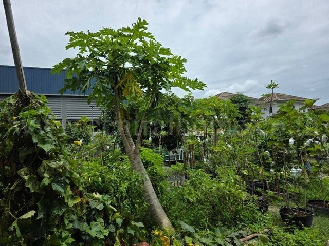 Land 400 square wah, next to Ratchaphruek Road, behind The Walk Ratchaphruek Department Store, 400 meters. – รูปที่ 3
