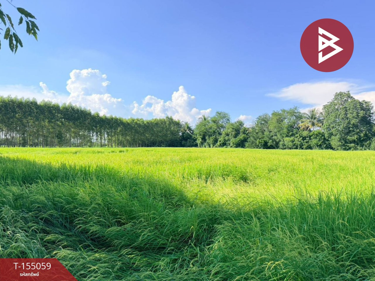 ขายที่ดิน เนื้อที่ 1 ไร่ พนัสนิคม ชลบุรี – รูปที่ 4