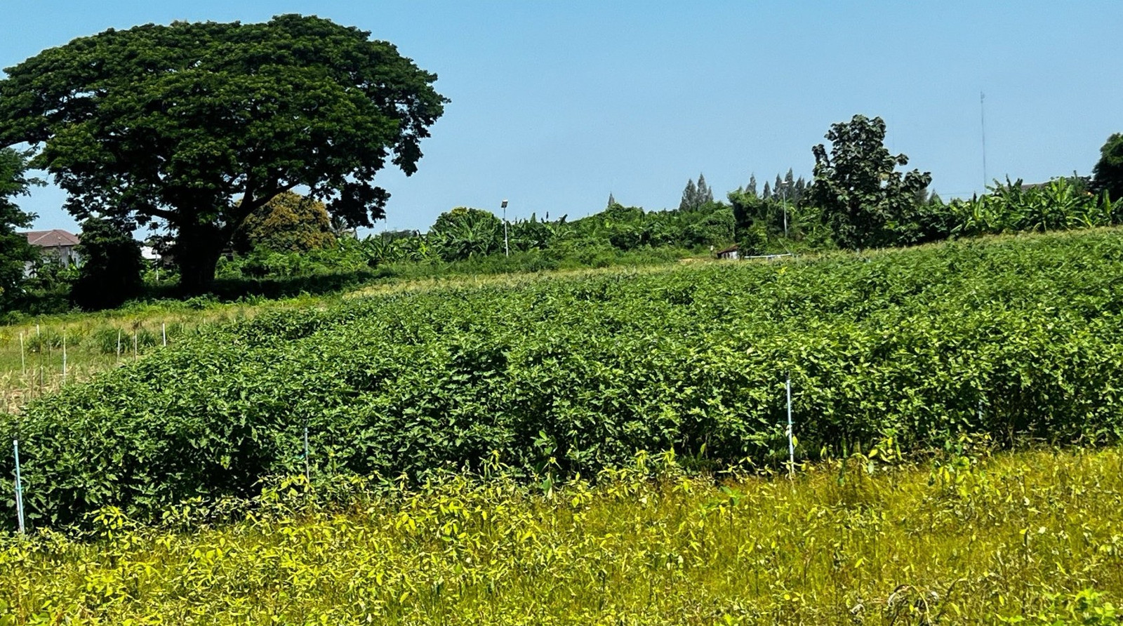 88961 - Vacant land for sale, 2 rai, only 5,000 baht per square wa.