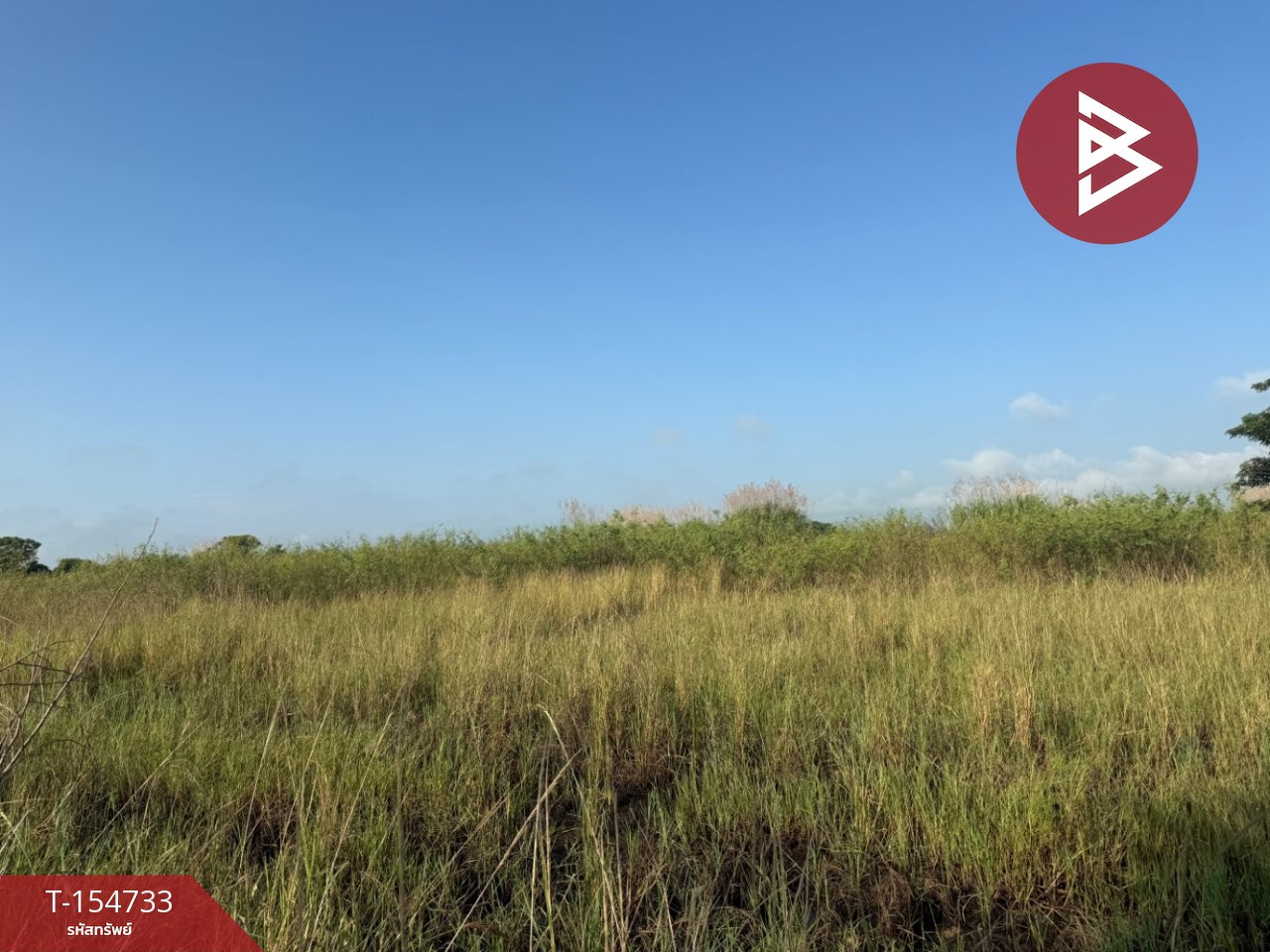 Land for sale 8 rai 2 ngan 55.5 square wah, Chiang Kham District, Phayao Province.