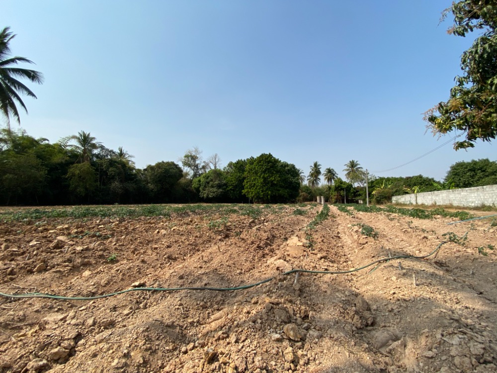 Land for sale 6 rai 18 sq.wa. Ban Pa Subdistrict, Mueang District, Phitsanulok Province. Land for sale 6 rai 18 sq.wa. Ban Pa Subdistrict, Mueang District, Phitsanulok Province.