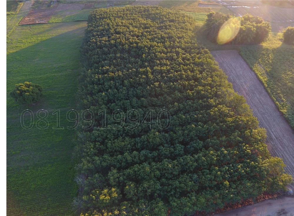 Land for sale next to the Mekong River Chiang Khong District Land for sale next to the Mekong River Chiang Khong District