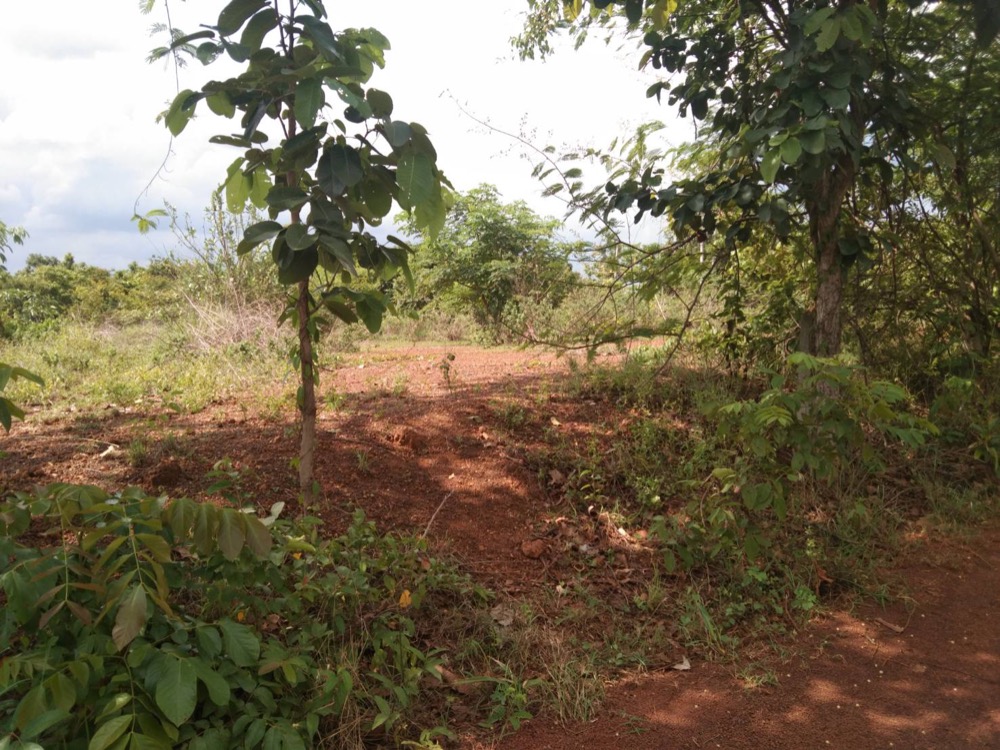 Land for sale near Kasetsart University, Sakon Nakhon. Land for sale near Kasetsart University, Sakon Nakhon.