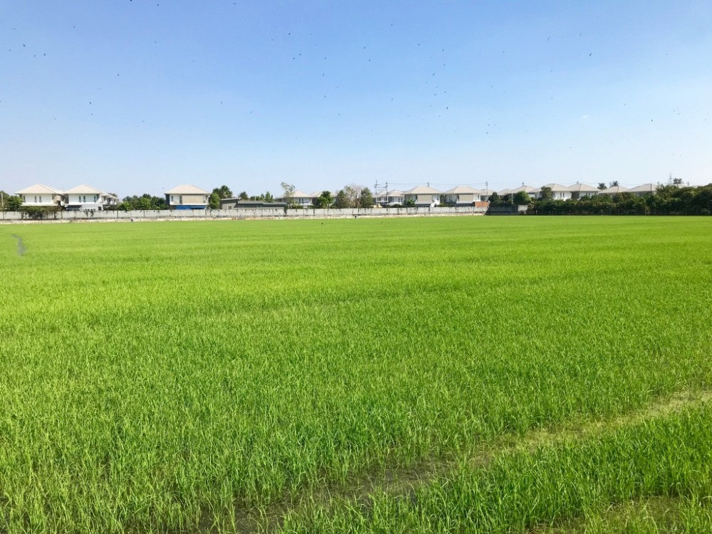 ที่ดินย่านวัดลาดปลาดุก 20 ไร่ รูปแปลงสวย เป็นสี่เหลี่ยมคางหมู รอบข้างเป็นหมู่บ้านจัดสรร – รูปที่ 2