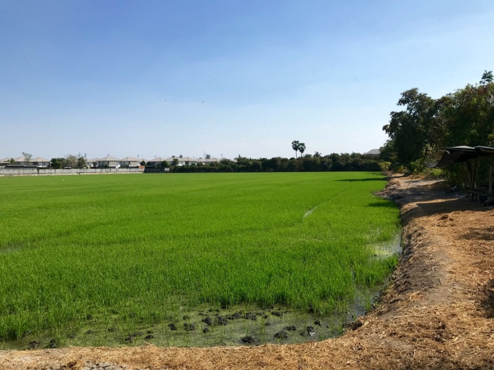 ที่ดินย่านวัดลาดปลาดุก 20 ไร่ รูปแปลงสวย เป็นสี่เหลี่ยมคางหมู รอบข้างเป็นหมู่บ้านจัดสรร – รูปที่ 4