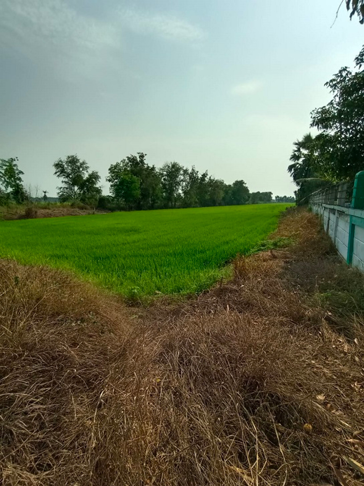 Land for sale near Wat Pakkran, Ayutthaya, area 5 rai 3 ngan 84 sq m, suitable for agriculture. or build a house – รูปที่ 3